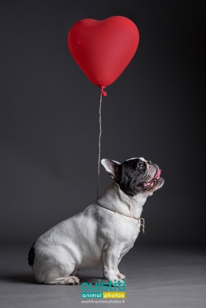 Chien-bouledogue-francais-0-021-510-sign