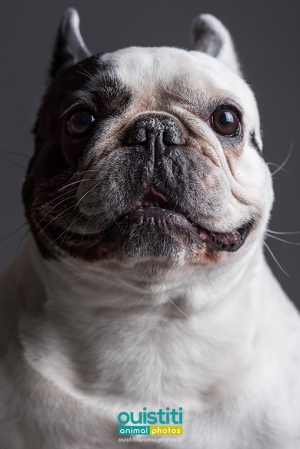 Chien-bouledogue-francais-10-023-510-sign