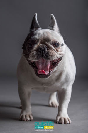 Chien-bouledogue-francais-4-026-510-sign