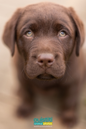 Chien-chiot-labrador-chocolat-0-032-510-sign