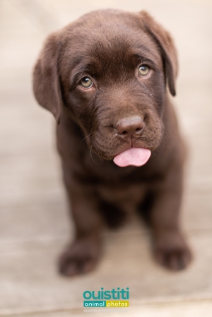 Chien-chiot-labrador-chocolat-1-033-510-sign