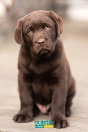 Chien-chiot-labrador-chocolat-3-035-510-sign