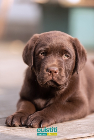 Chien-chiot-labrador-chocolat-4-036-510-sign