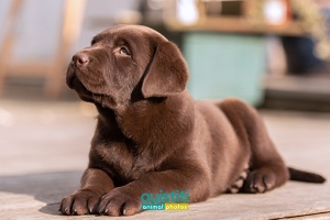 Chien-chiot-labrador-chocolat-5-037-510-sign