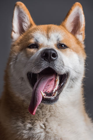 Chien-akita-inu-12