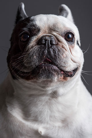 Chien-bouledogue-francais-10