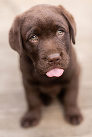 Chien-chiot-labrador-chocolat-1