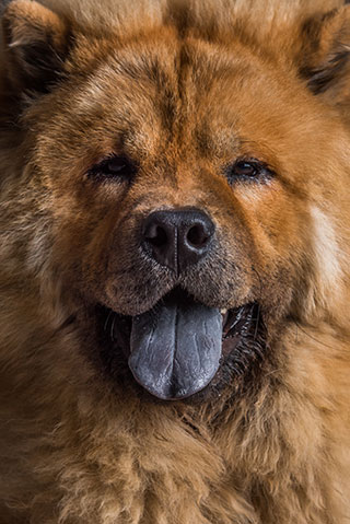 Chien-chow-chow-12