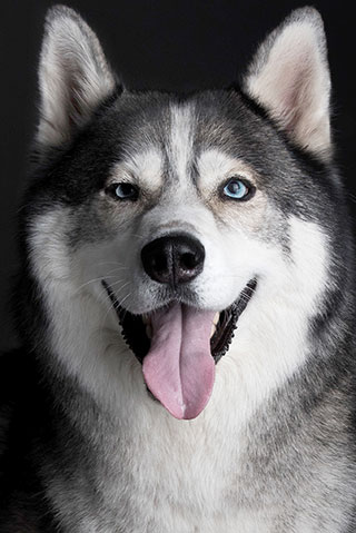 Chien-husky-siberien-3